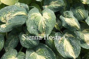 Hosta 'Simply Sharon'