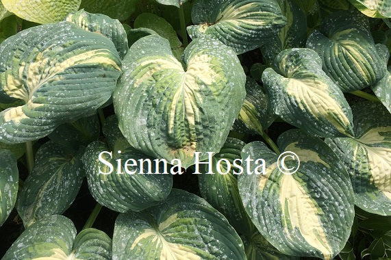 Hosta 'Simply Sharon'