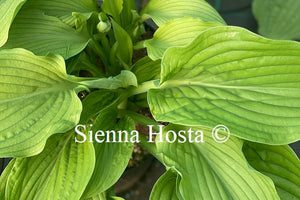 Hosta Hot Air Balloon