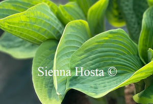 Hosta 'Goldbrook Glory'