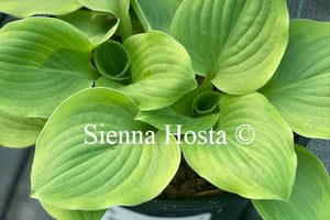 Hosta 'Ice Cream'