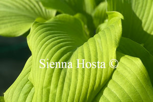 Hosta Key West