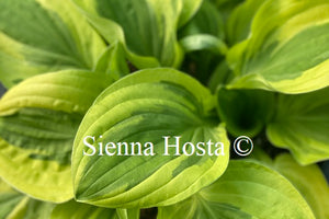 Hosta 'Crepe Suzette'