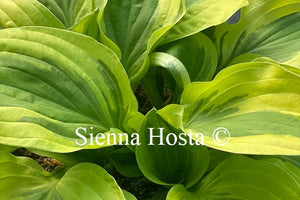 Hosta 'Crepe Suzette'