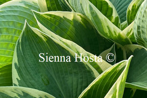 Hosta 'Barbara Ann'
