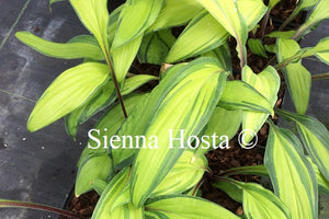 Hosta 'Flemish Beauty'