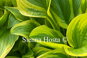 Hosta 'Bill Brincka'