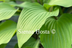 Hosta Funky Monkey