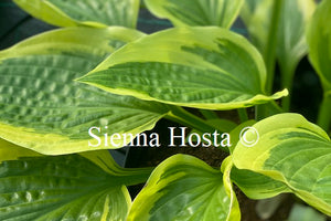 Hosta 'Envy'