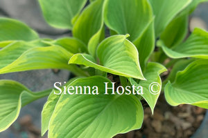 Hosta 'Forest Fireworks'