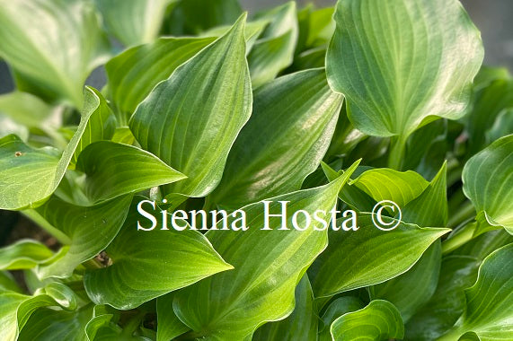 Hosta 'Devon Cloud'