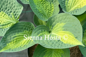 Hosta 'Paradise Glory'