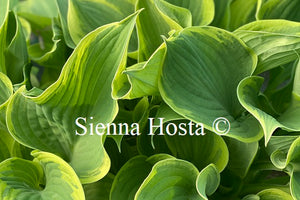 Hosta 'Bob Deane'