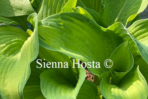 Hosta 'Borwick Beauty'