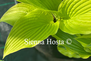 Hosta 'Fiesta'