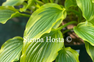 Hosta 'Carolina Sunshine'