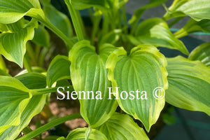 Hosta 'Carolina Sunshine'