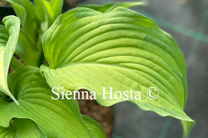 Hosta 'Summer Serenade'