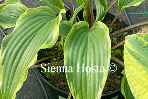 Hosta Lady Luck