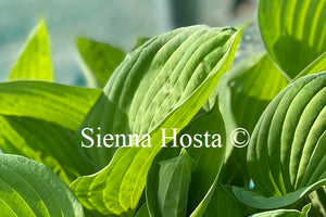 Hosta 'Janet'