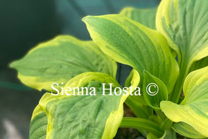 Hosta Living Water