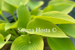 Hosta 'Good Times'