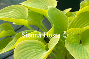 Hosta 'Good Times'