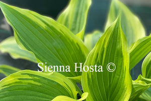 Hosta 'On the Border'