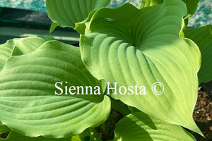 Hosta 'Fog Light'