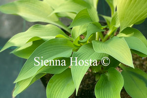 Hosta 'Olympic Gold Medal'