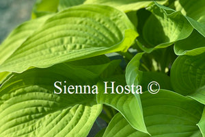 Hosta Lakeside Contender