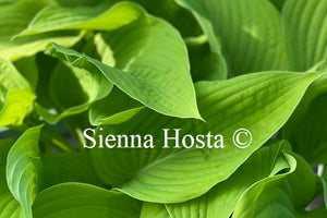 Hosta 'Lakeside Contender'