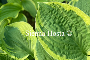 Hosta 'Heart's Content'