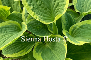 Hosta 'Hearts Content'