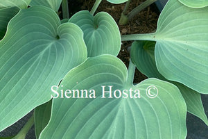 Hosta 'Theo's Blue'
