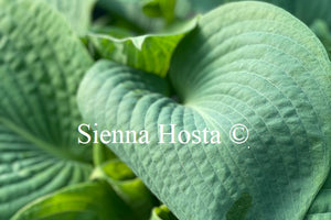 Hosta 'Blackjack'