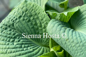 Hosta 'Blackjack'