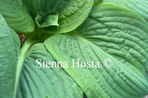 Hosta 'Blackjack'