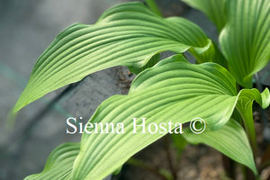 Hosta 'Red Stilts'