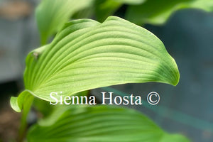 Hosta 'Red Stilts'