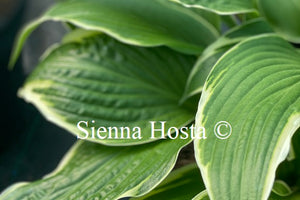 Hosta 'Dragon Warrior'