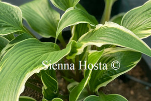 Hosta 'Dragon Warrior'