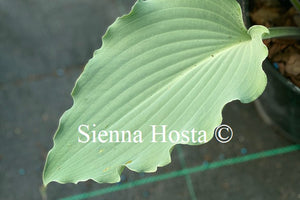 Hosta 'Skywriter'