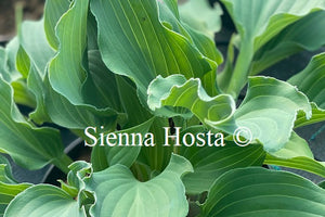 Hosta 'Restless Sea'