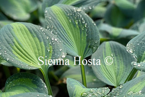 Hosta 'Dinner Jacket'