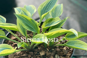 Hosta 'Virginia Reel'