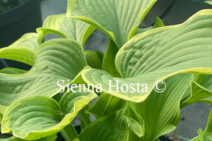 Hosta Love of Life