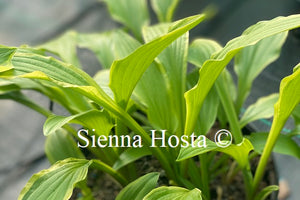 Hosta 'Shade Beauty'