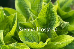 Hosta 'Honeysong'