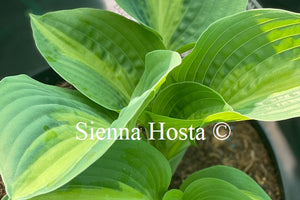 Hosta 'Chain Lightning'